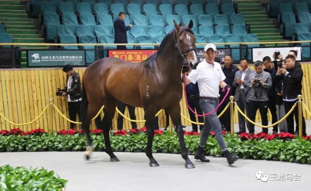 2019年香港马会资料大全，全面解析与深度解读香港2021年马会资料大全