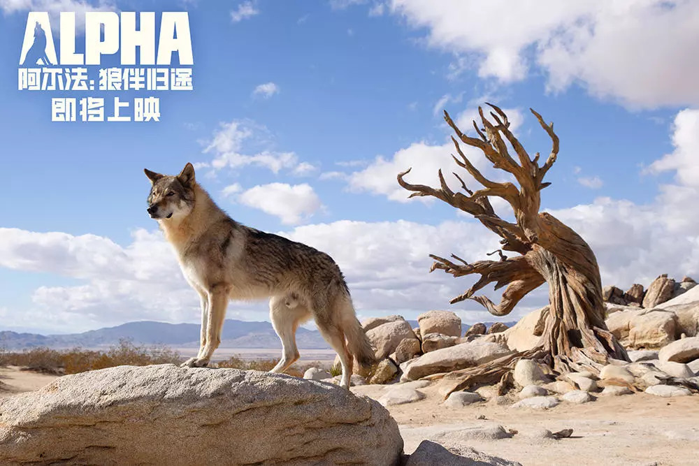 广西的狼论坛，探索地方文化与自然野性的交汇广西的狼论坛香港挂牌