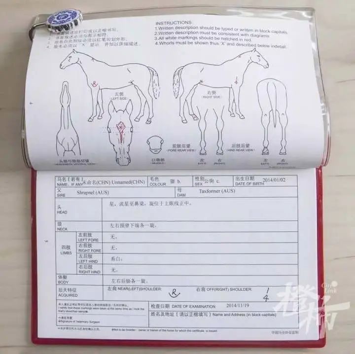 今期马会传真，揭秘香港赛马的魅力与影响今期马会传真内部封信