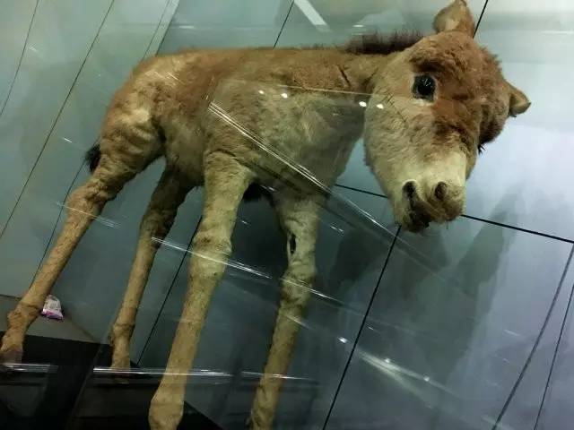 正版与四不像的奇妙碰撞—探索网络文化中的独特现象正版四不像吧 今晚